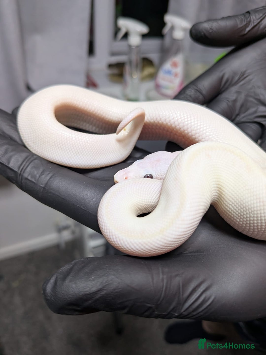 Python Snake reptiles for sale: Banana Blue-eyed Leucistic - Image 1