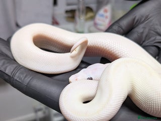 Python Snake reptiles - Advert 8