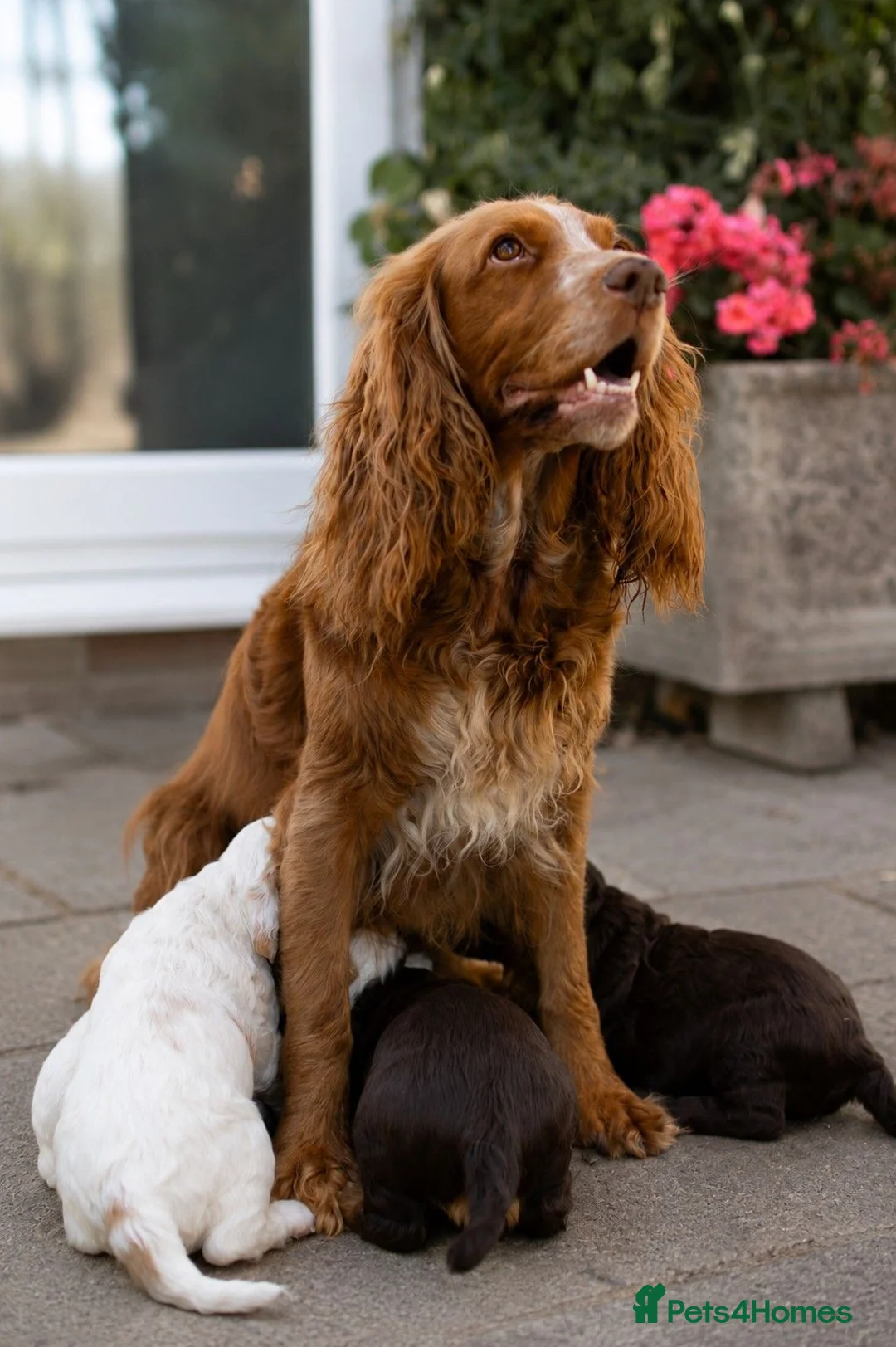 Cocker Spaniel dogs for sale: KC Excellent pedigree . Litter of 4 Handsome pups  - Advert 1
