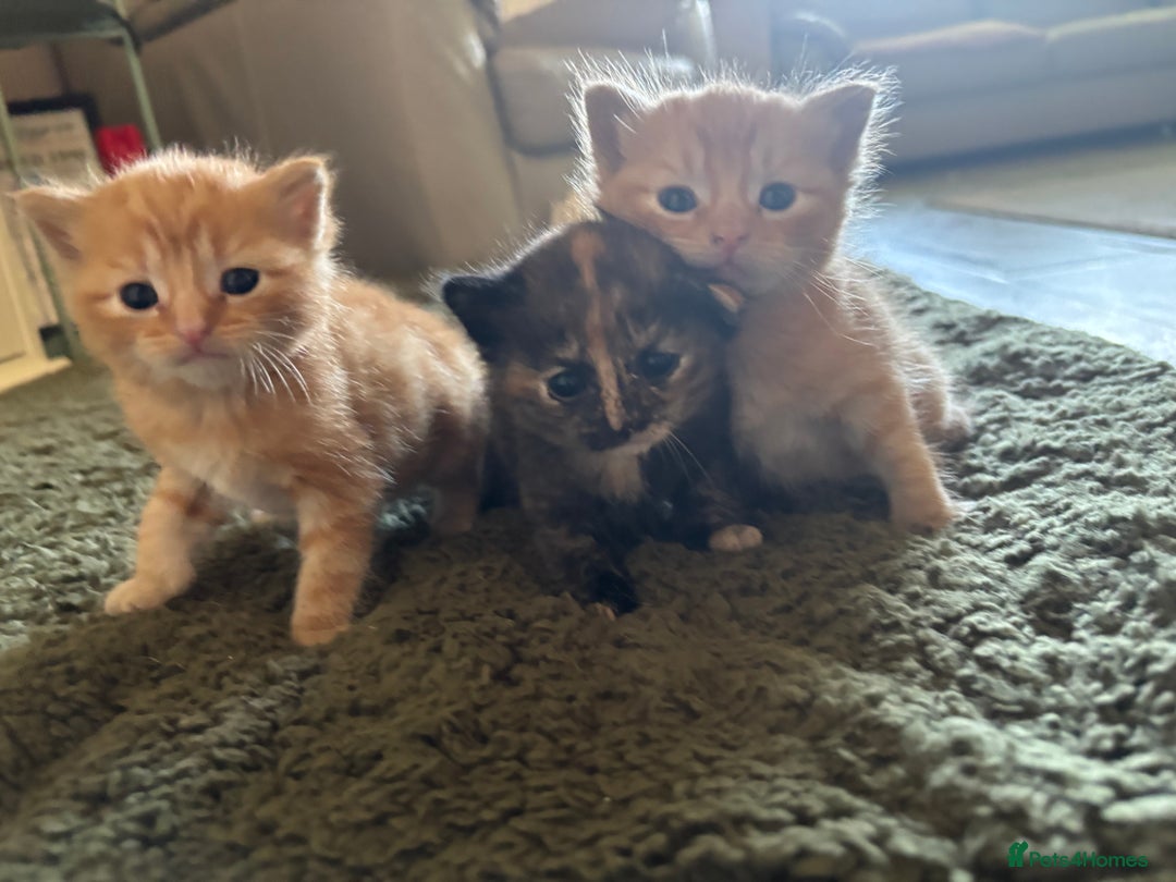 Mixed Breed cats for sale: Kittens for sale - Image 4