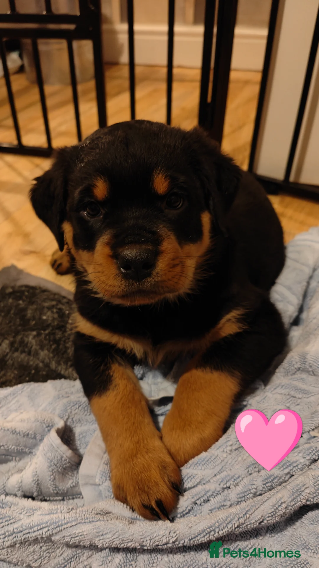 Rottweiler dogs for sale: Rottweiler puppies - Advert 2