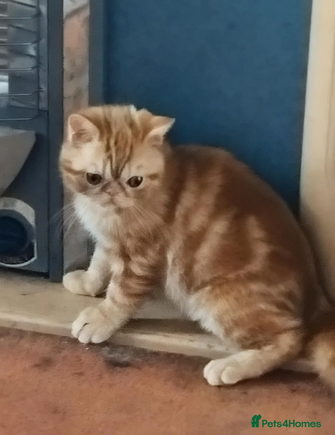 Exotic cats for sale: GCCF Registered Exotic Kittens  - Advert 2