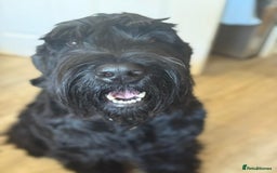 Giant Schnauzer dogs for stud: Giant Schnauzer for stud - Image 5
