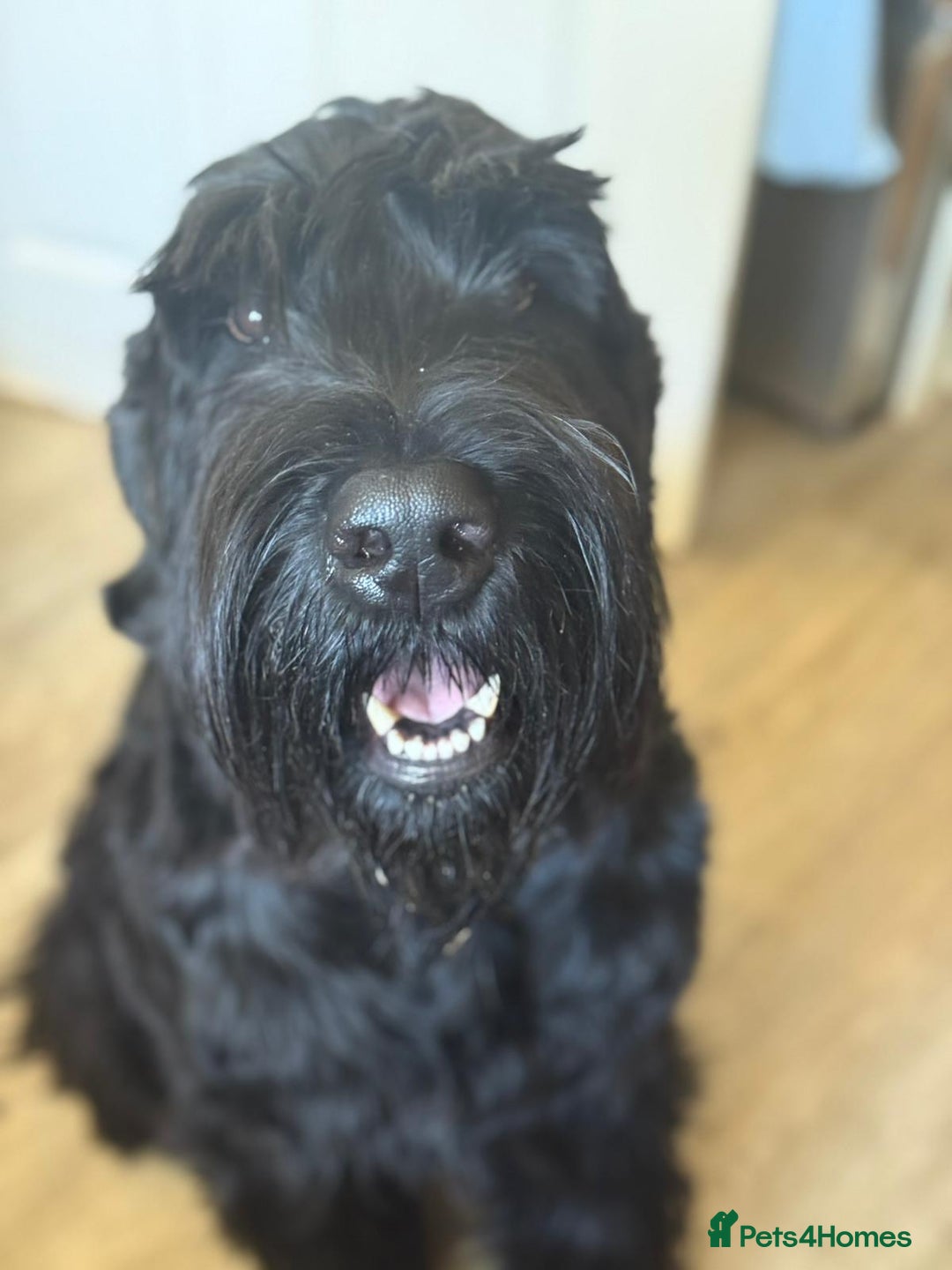 Giant Schnauzer dogs for stud: Giant Schnauzer for stud - Image 5