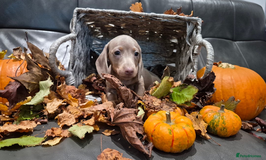 Miniature Dachshund dogs for sale: TRUE MINIATURE DASCHUND BABIES only 5 - Image 29