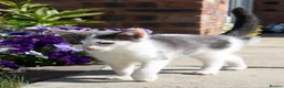 Mixed Breed cats for sale: Affectionate, Playful Ragdoll Cross Kittens - Advert 29