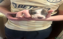 Great Dane dogs for sale: Stunning puppies, health tested KC parents. - Image 15