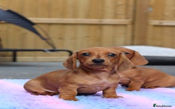 Miniature Dachshund dogs for sale: Ready now Miniature smoothhaired dachshunds - Image 14