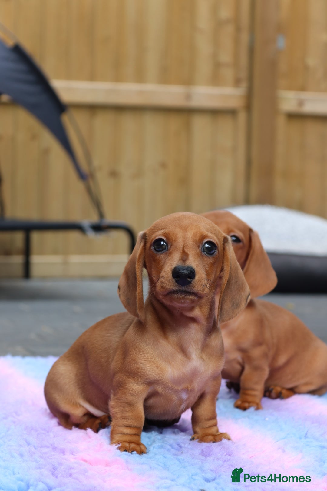 Miniature Dachshund dogs for sale: Ready now Miniature smoothhaired dachshunds - Image 14