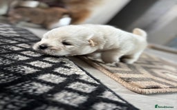 Chow Chow dogs for sale: chow chow puppies  - Image 14