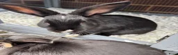 Mixed Breed rabbits for sale: Netherland dwarf mix Rabbits  in Lincoln - Advert 6