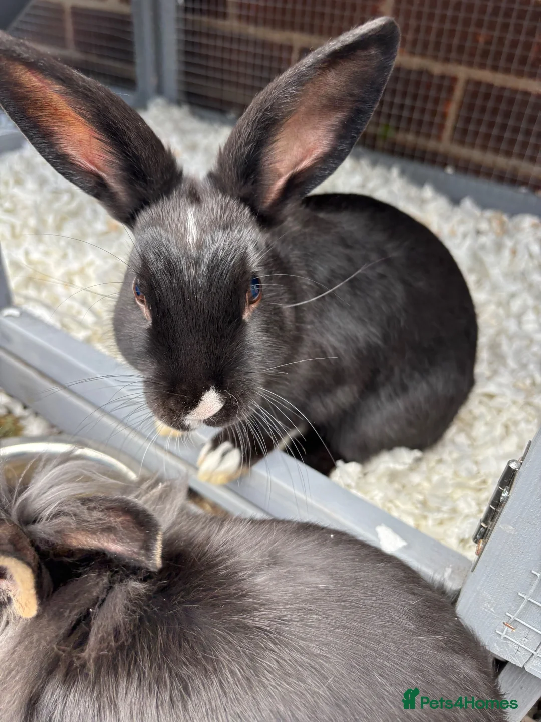 Mixed Breed rabbits for sale: Netherland dwarf mix Rabbits  in Lincoln - Advert 6