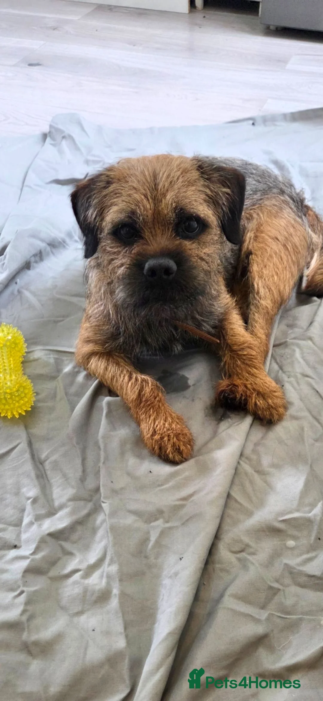 Border Terrier dogs for sale: Male border terrier. Please read all description  - Advert 2