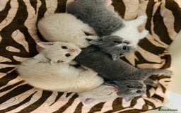 British Shorthair cats for sale: British shorthair kittens  - Image 10
