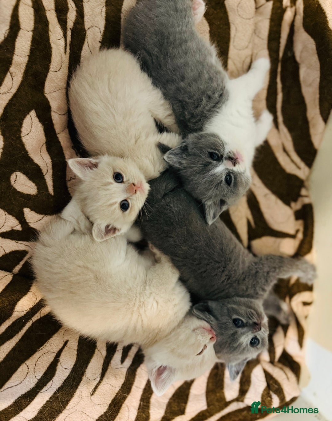 British Shorthair cats for sale: British shorthair kittens  - Image 10