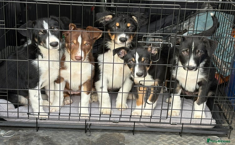 Border Collie dogs - Advert 1