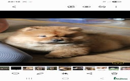 Chow Chow dogs for sale: Beautiful pablo is ready now and fully vaccinated - Image 5