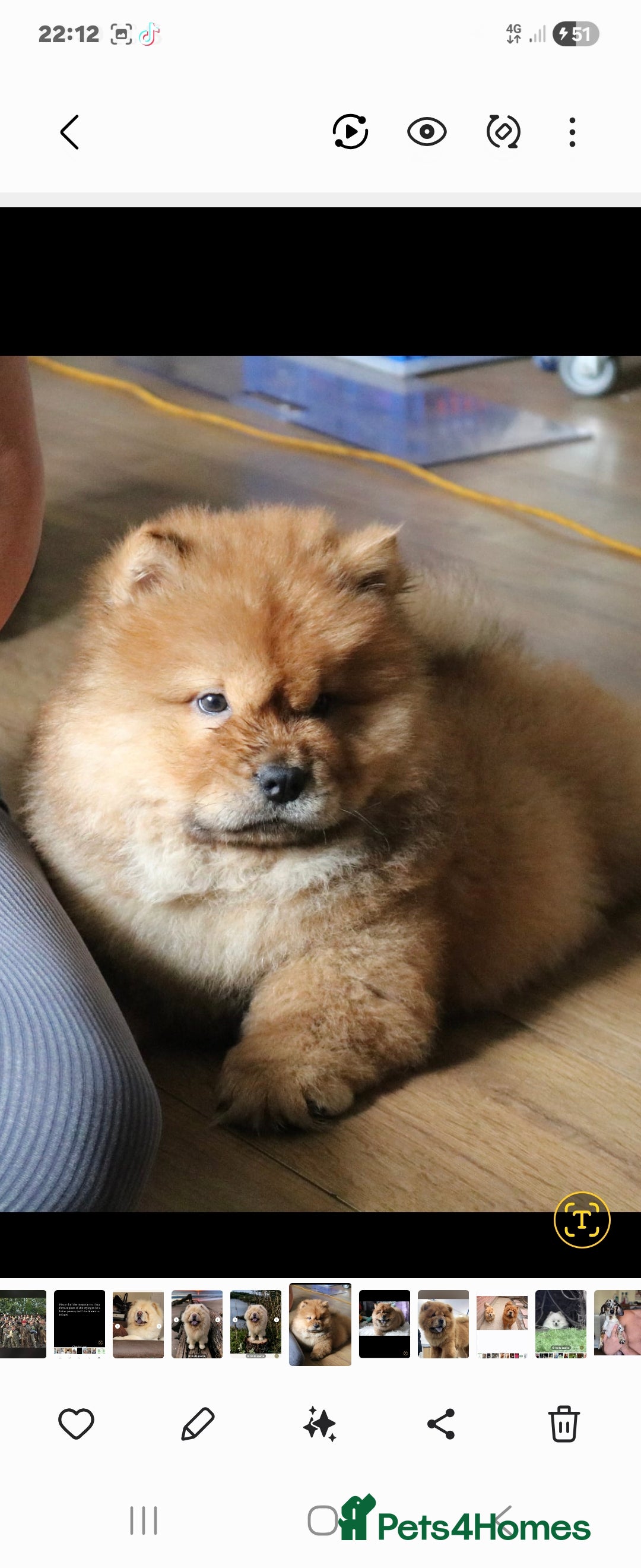Chow Chow dogs for sale: Beautiful pablo is ready now and fully vaccinated - Image 5