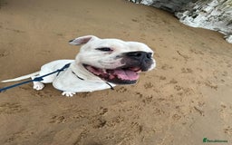 American Bulldog dogs for sale: Meet Blu Our American Bulldog - Image 3