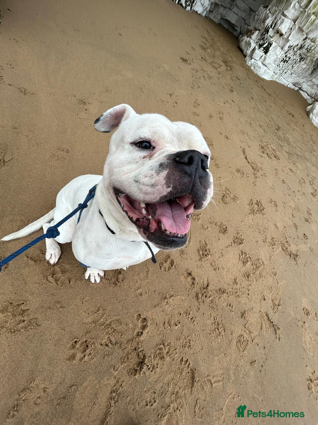 American Bulldog dogs for sale: Meet Blu Our American Bulldog - Image 3