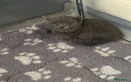 British Shorthair cats for sale: Champion bloodline British short gccf registerd  - Image 5