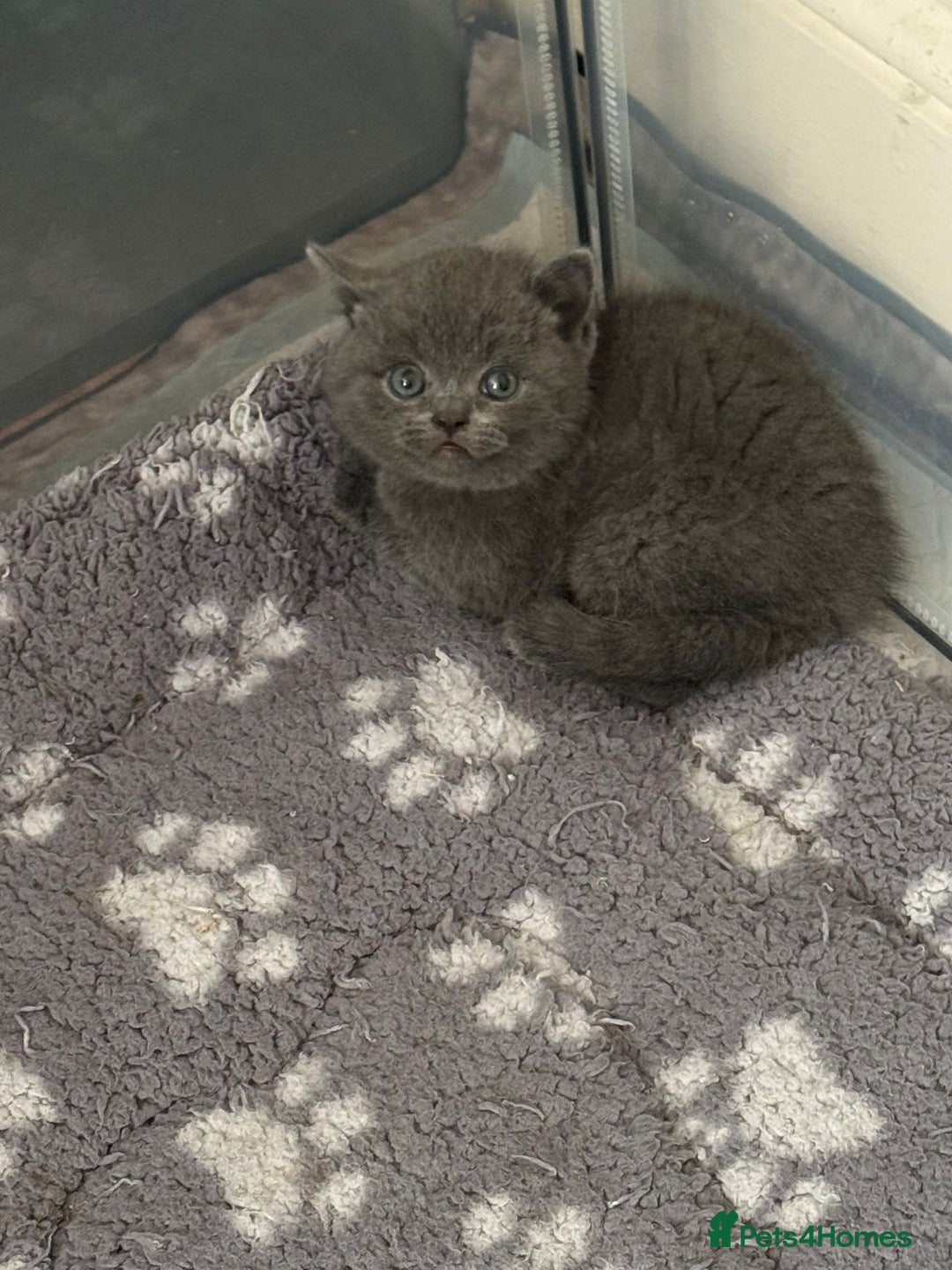 British Shorthair cats for sale: Champion bloodline British short gccf registerd  - Image 5