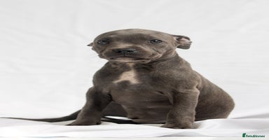 Staffordshire Bull Terrier dogs - Advert 3