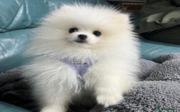 Pomeranian dogs for sale: White miniature Pomeranian puppy - Image 3