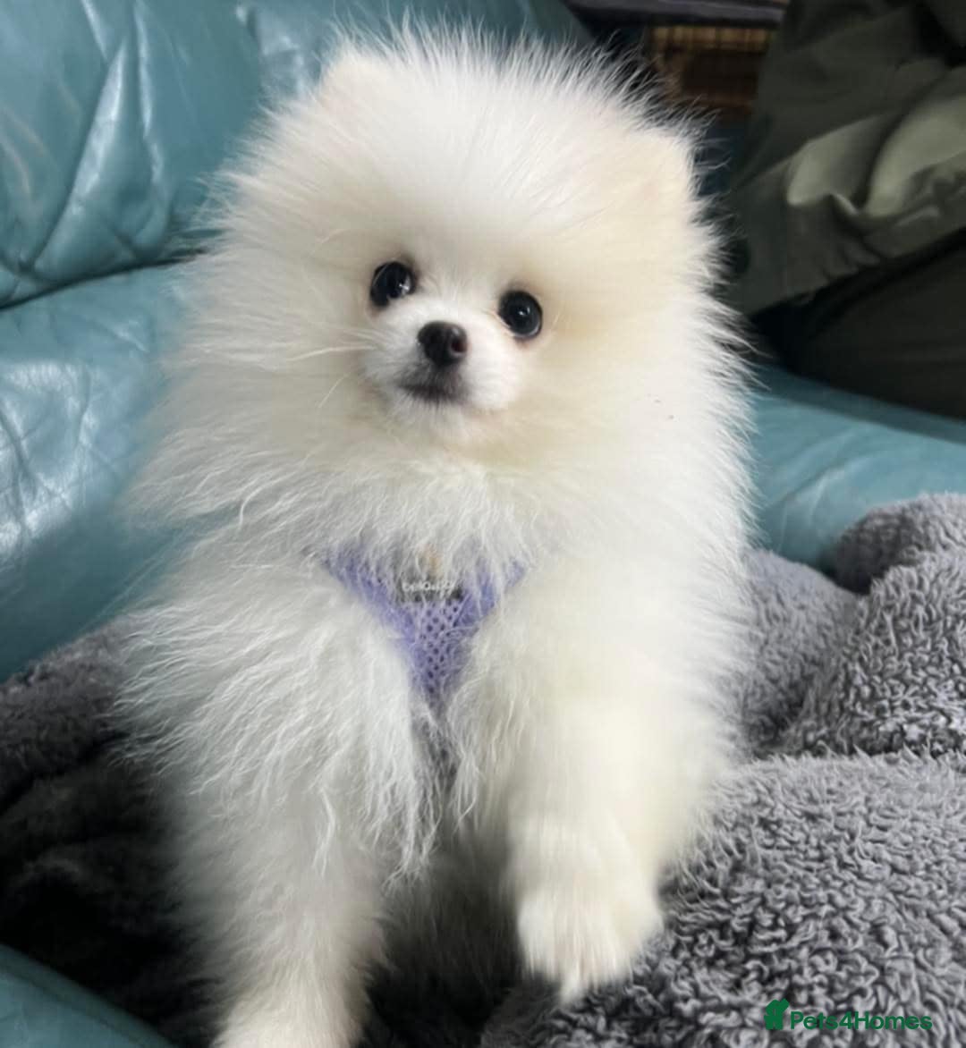 Pomeranian dogs for sale: White miniature Pomeranian puppy - Image 3