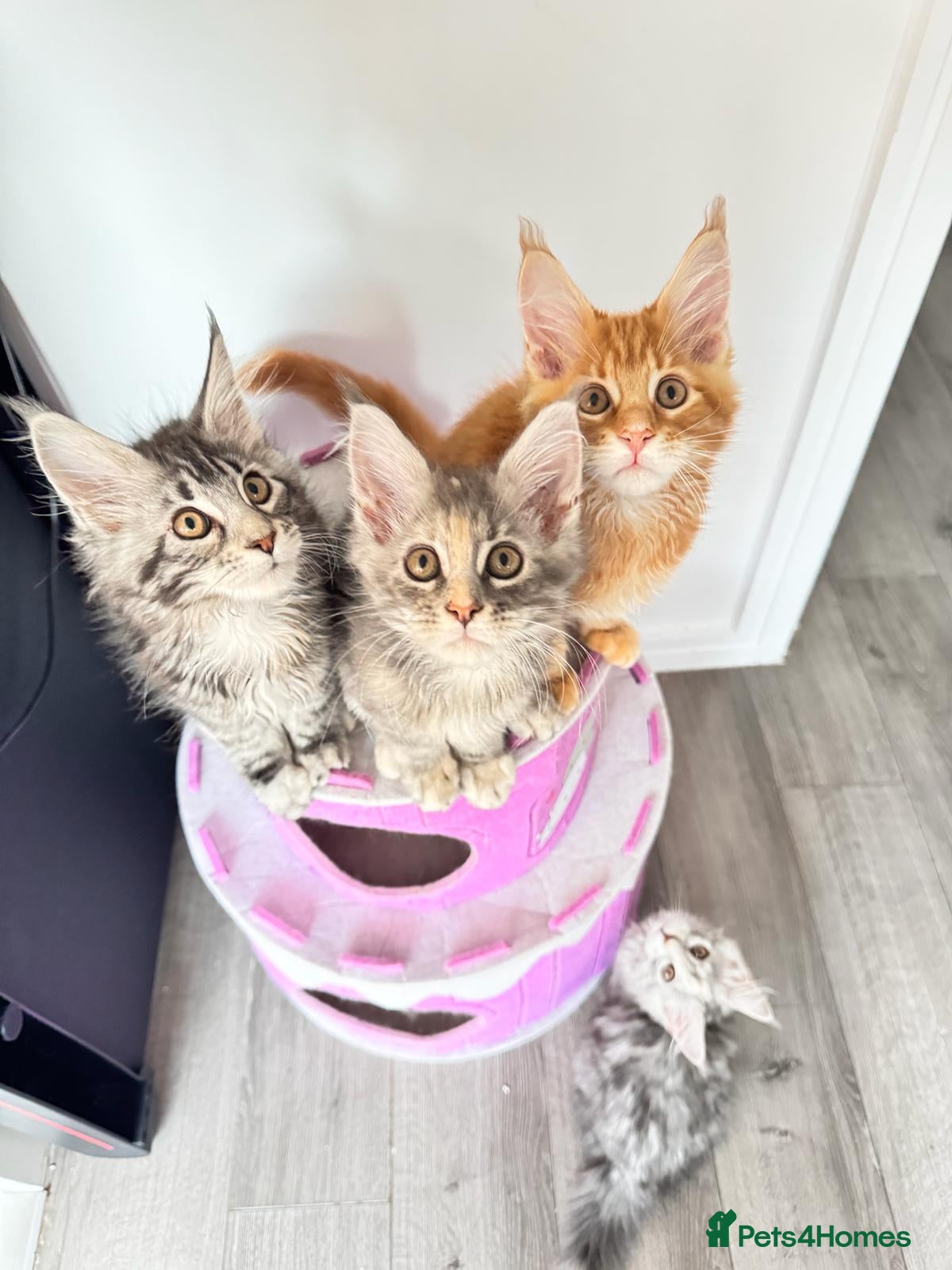 Maine Coon cats Pure breed XXL Maine Coon kittens  - Advert 17