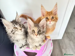 Maine Coon cats Pure breed XXL Maine Coon kittens - Advert 17
