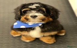 Bernedoodle dogs for sale: Curtabemdoodles Bernedoodles  - Image 4