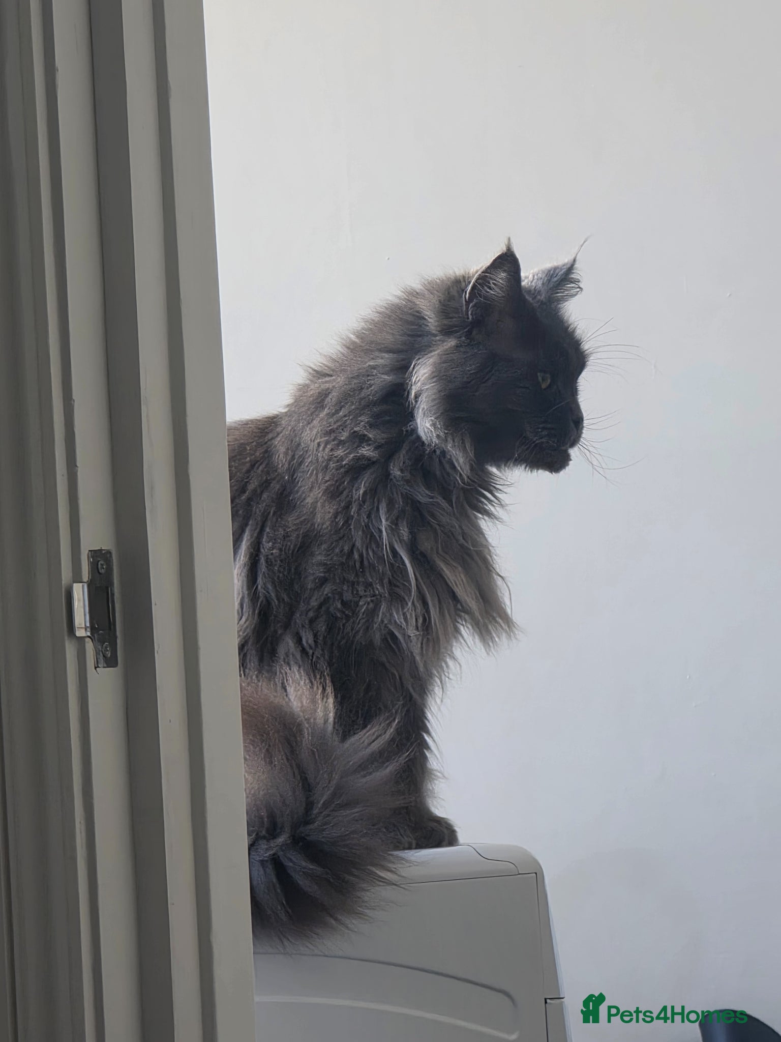 Maine Coon cats Maincoon female 7 years old - Advert 7