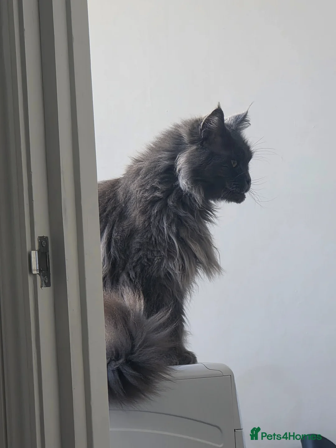 Maine Coon cats for sale: Maincoon female 7 years old in Eastbourne - Advert 1