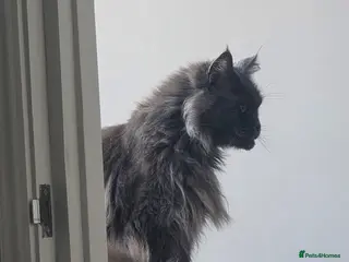 Maine Coon cats Maincoon female 7 years old - Advert 5