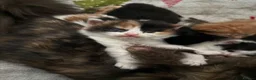 Mixed Breed cats for sale: Mixed Maine Coon kittens  - Advert 19
