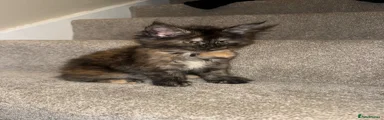 Maine Coon Kitten 5
