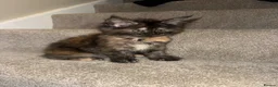 Maine Coon cats for sale: Maine coon kittens TICA  - Advert 16