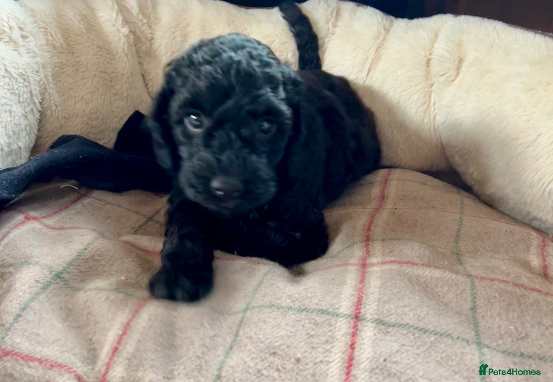 Cockapoo dogs Stunning glossy black cockapoo boys - Advert 15