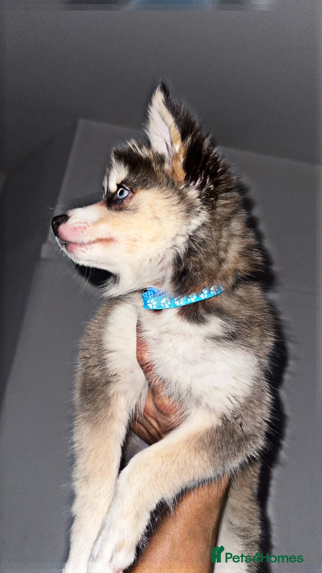 Pomsky dogs for sale: Skye and Sahara  - Advert 32