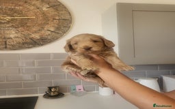 Cockapoo dogs for sale: F1B Cockapoo puppy's x6 stunning colours - Image 6