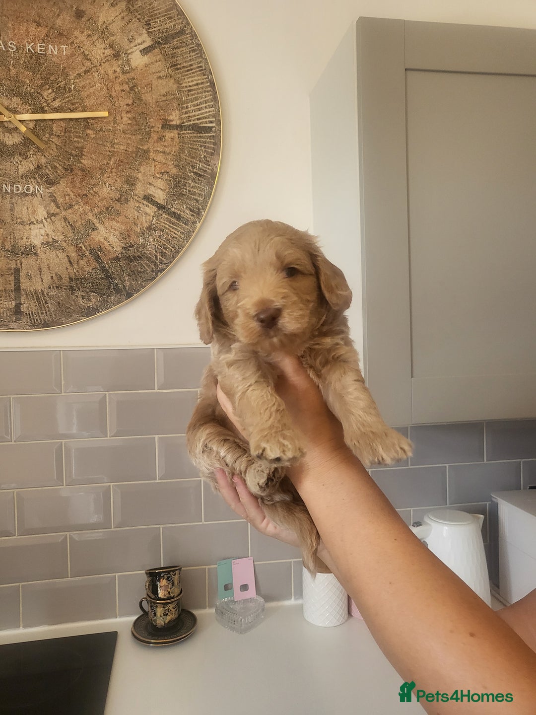 Cockapoo dogs for sale: F1B Cockapoo puppy's x6 stunning colours - Image 6
