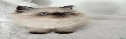 Persian cats for sale: Persian Himalayan Kittens - Advert 18