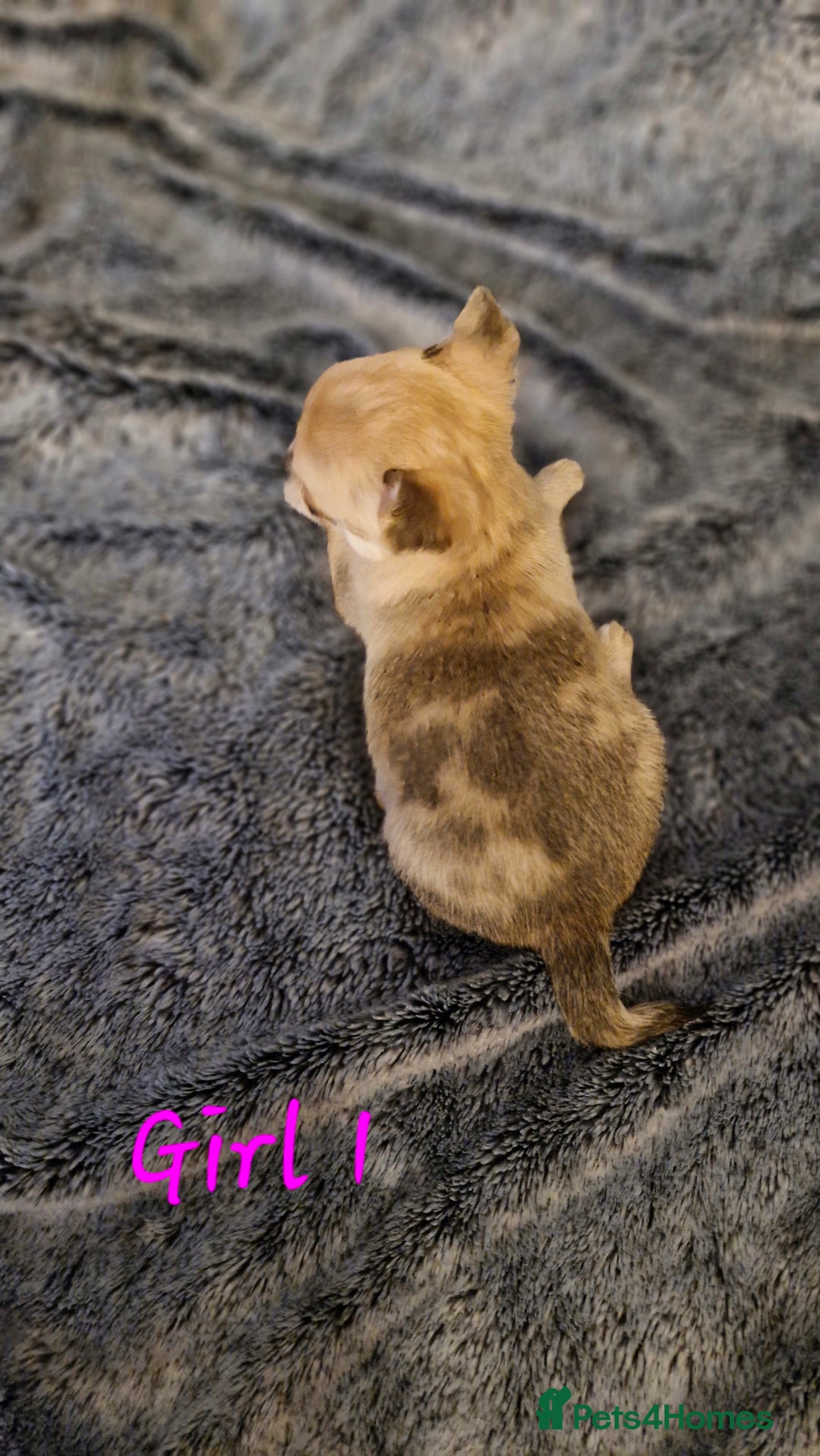 Chihuahua dogs for sale: 🐶READY TO LEAVE🐶 LAST ONE Tiny Chihuahua Puppies - Advert 12