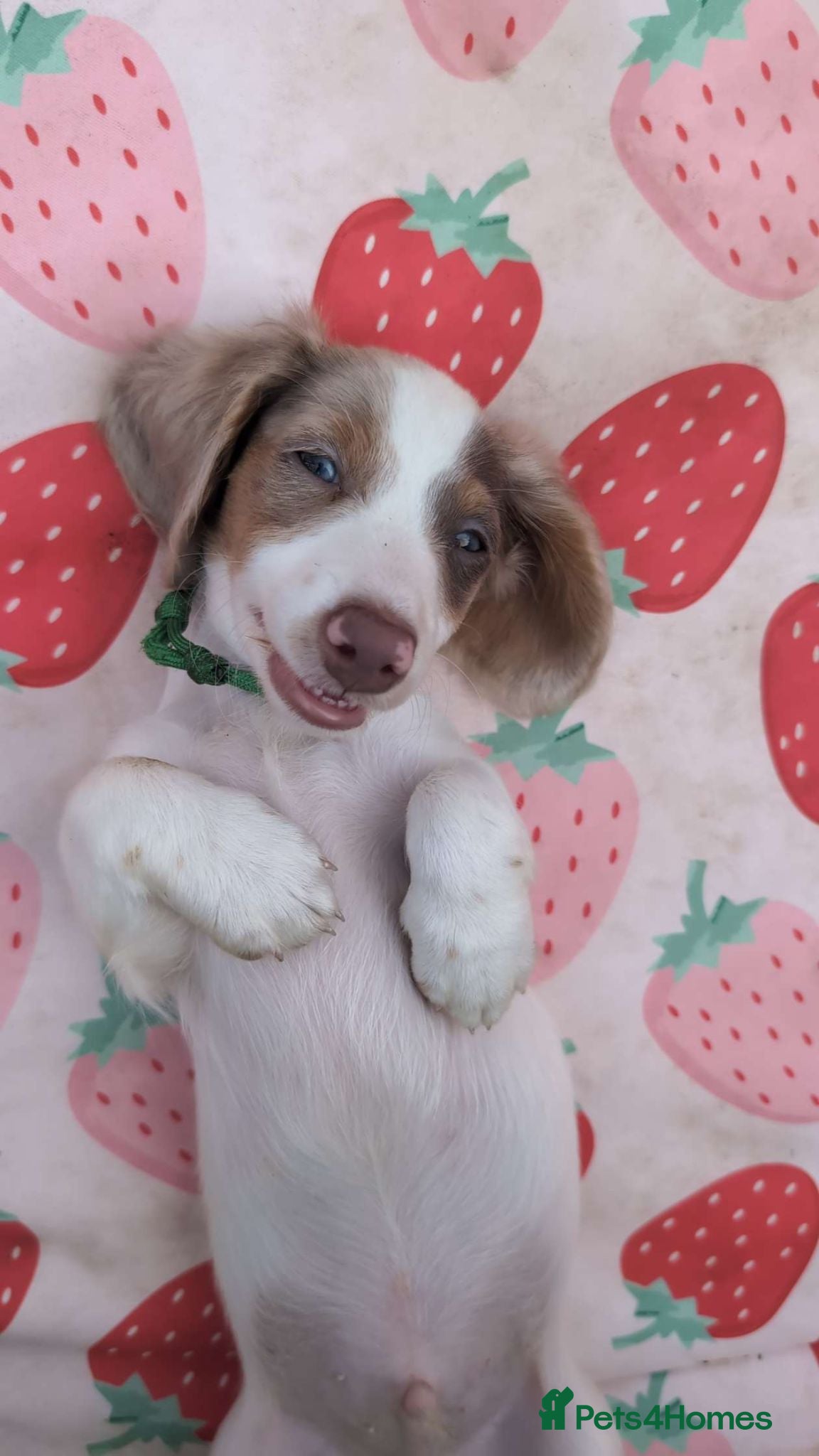 Miniature Dachshund dogs Kc registered Longhaired miniature dachshunds  - Advert 1