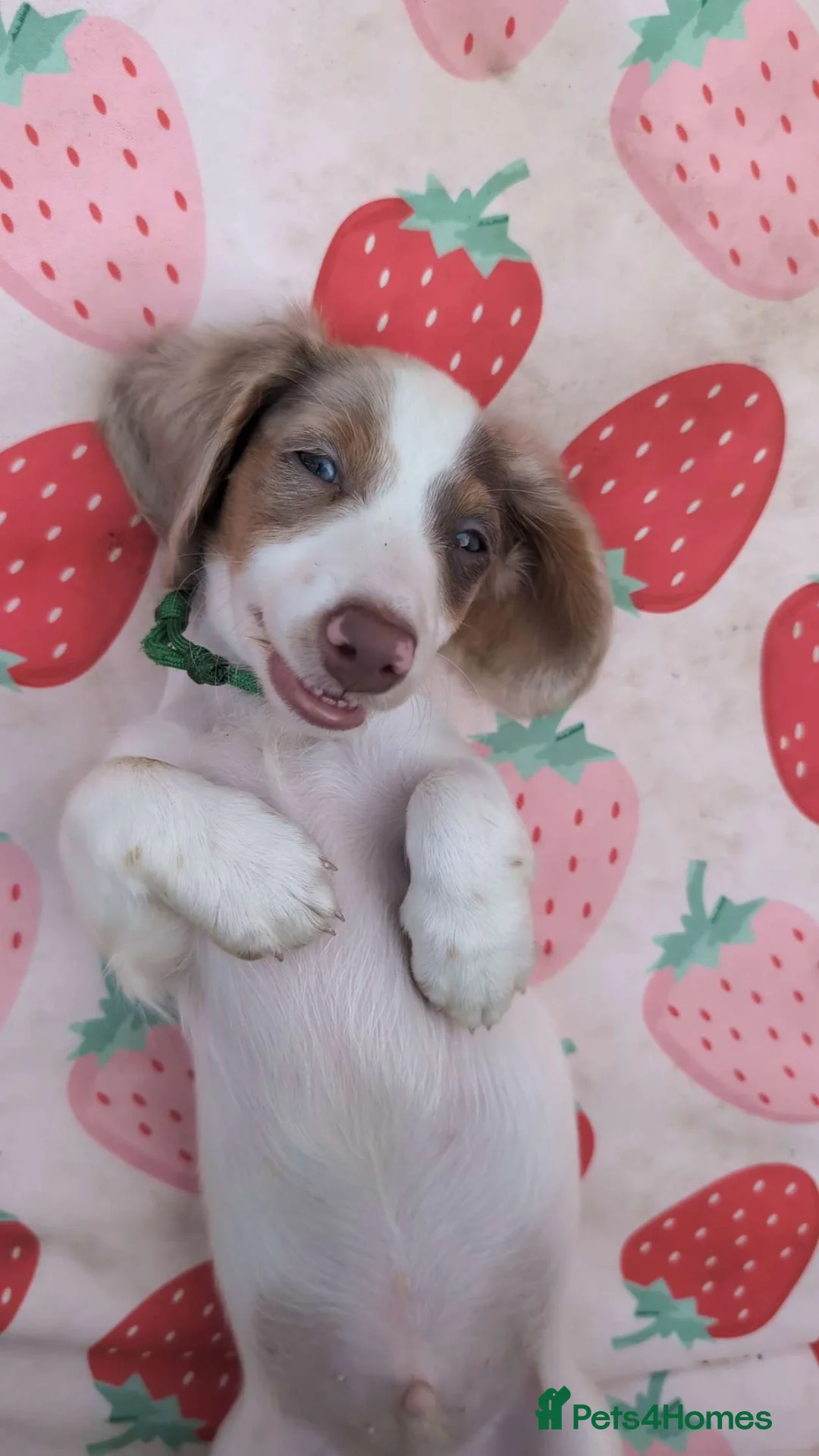 Miniature Dachshund dogs for sale: Kc registered Longhaired miniature dachshunds  - Advert 1