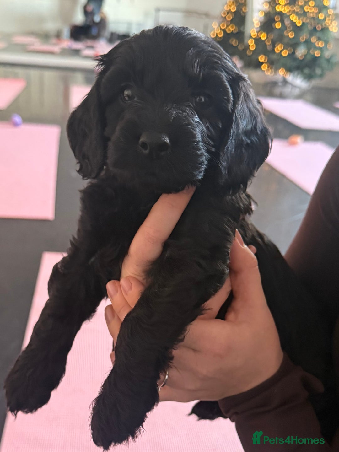 Sproodle dogs for sale: Stunning Sproodles  - Advert 19