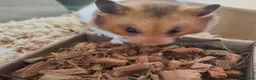 Hamster rodents for sale: Crumble | For Adoption | Male Syrian Hamster in Ipswich - Advert 5
