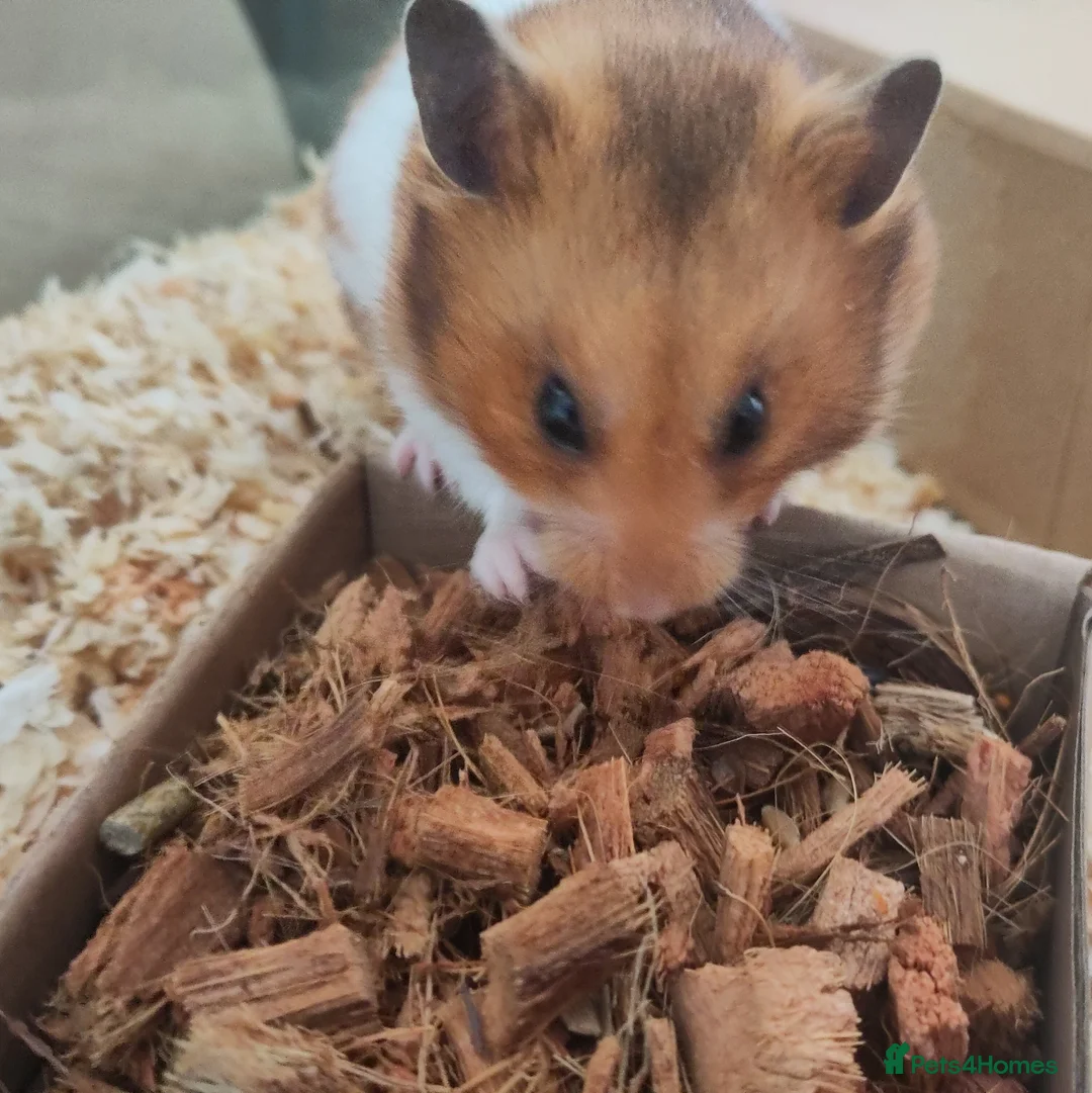 Hamster rodents for sale: Crumble | For Adoption | Male Syrian Hamster in Ipswich - Advert 5