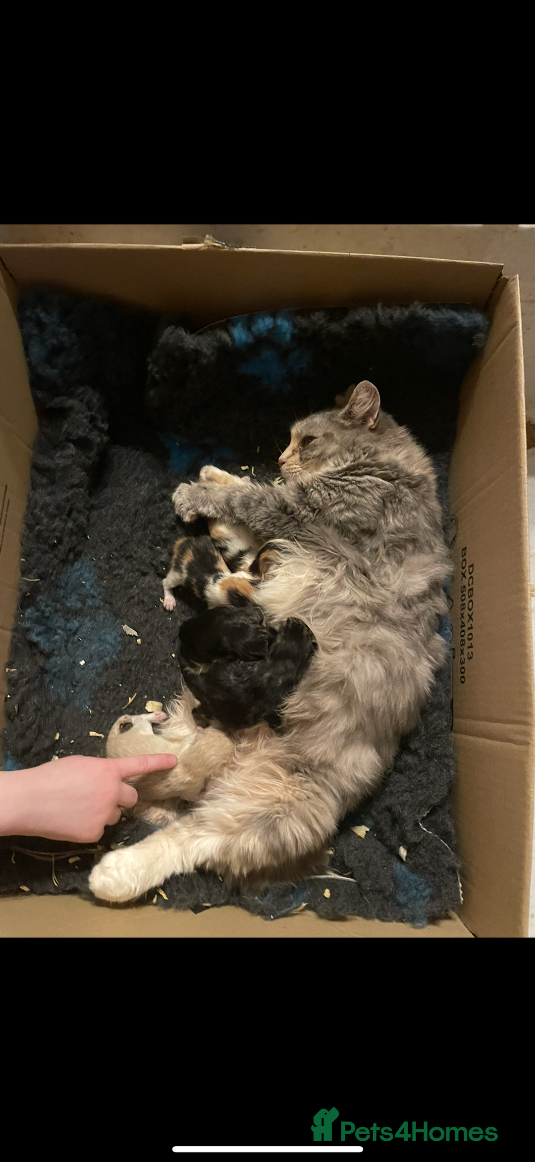 Mixed Breed cats for sale: Lovely kittens - Image 6